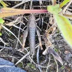 Pycnostictus sp. 1 (Confusing bandwing) at Lyneham, ACT - 3 Dec 2021 by trevorpreston