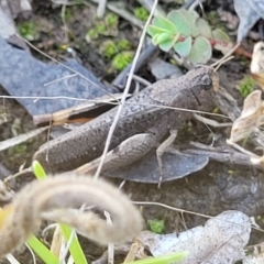 Pycnostictus sp. 1 at Lyneham, ACT - 3 Dec 2021