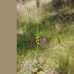 Verbascum virgatum (Green Mullein) at Hackett, ACT - 2 Dec 2021 by Avery