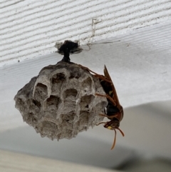 Polistes (Polistella) humilis (Common Paper Wasp) at Rosedale, NSW - 3 Dec 2021 by Steve_Bok