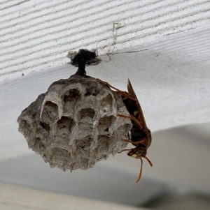 Polistes (Polistella) humilis at Rosedale, NSW - 3 Dec 2021