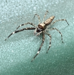 Helpis minitabunda (Threatening jumping spider) at Tomakin, NSW - 3 Dec 2021 by Steve_Bok