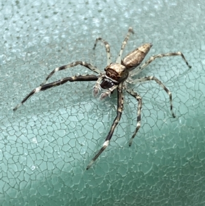 Helpis minitabunda (Threatening jumping spider) at Tomakin, NSW - 3 Dec 2021 by SteveBorkowskis