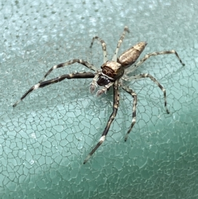 Helpis minitabunda (Threatening jumping spider) at Tomakin, NSW - 3 Dec 2021 by SteveBorkowskis