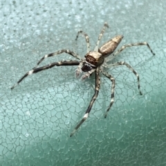 Unidentified Jumping & peacock spider (Salticidae) (TBC) at Tomakin, NSW - 3 Dec 2021 by Steve_Bok