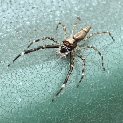 Helpis minitabunda (Threatening jumping spider) at Tomakin, NSW - 3 Dec 2021 by Steve_Bok