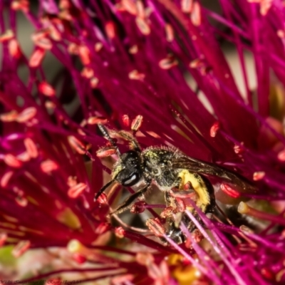 Lasioglossum (Chilalictus) sp. (genus & subgenus) (Halictid bee) at Macgregor, ACT - 3 Dec 2021 by Roger