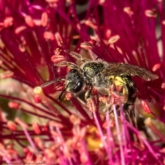 Lasioglossum (Chilalictus) sp. (genus & subgenus) at Macgregor, ACT - 3 Dec 2021