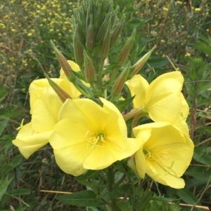 Oenothera glazioviana at O'Connor, ACT - 3 Dec 2021