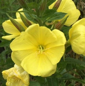 Oenothera glazioviana at O'Connor, ACT - 3 Dec 2021