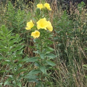 Oenothera glazioviana at O'Connor, ACT - 3 Dec 2021