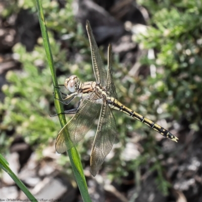 Orthetrum caledonicum (Blue Skimmer) at Macgregor, ACT - 2 Dec 2021 by Roger