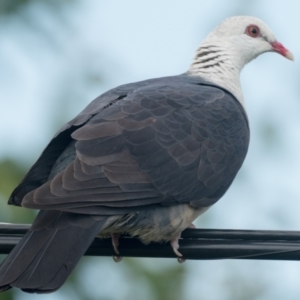 Columba leucomela at Duffy, ACT - 3 Dec 2021