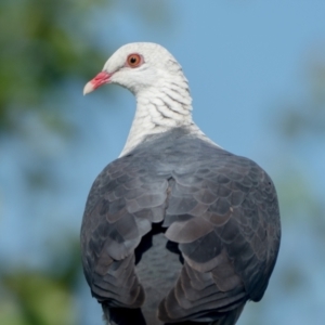 Columba leucomela at Duffy, ACT - 3 Dec 2021