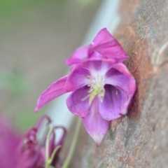 Aquilegia sp. (Granny's Bonnet, Columbine) at Wamboin, NSW - 27 Nov 2021 by natureguy