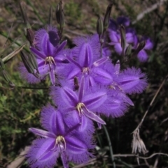 Thysanotus tuberosus subsp. tuberosus (Common Fringe-lily) at The Pinnacle - 2 Dec 2021 by pinnaCLE