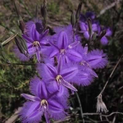 Thysanotus tuberosus subsp. tuberosus (Common Fringe-lily) at The Pinnacle - 2 Dec 2021 by pinnaCLE