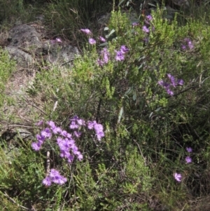 Thysanotus tuberosus subsp. tuberosus at Weetangera, ACT - 3 Dec 2021 10:08 AM