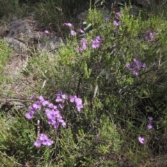 Thysanotus tuberosus subsp. tuberosus at Weetangera, ACT - 3 Dec 2021