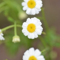 Tanacetum parthenium (Feverfew) at Wamboin, NSW - 27 Nov 2021 by natureguy