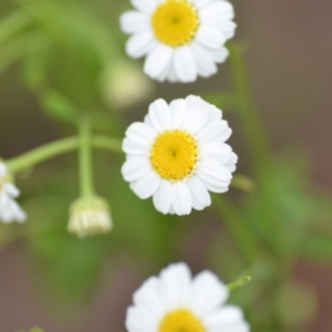 Tanacetum parthenium at Wamboin, NSW - 27 Nov 2021 05:56 PM