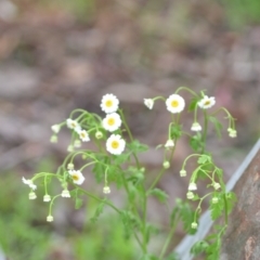 Tanacetum parthenium at Wamboin, NSW - 27 Nov 2021 05:56 PM