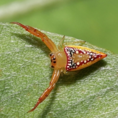 Arkys walckenaeri (Triangle spider) at Acton, ACT - 3 Dec 2021 by TimL