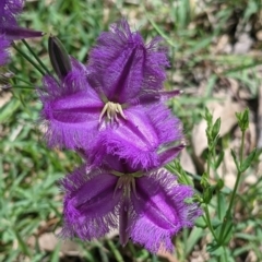 Thysanotus tuberosus (Common Fringe-lily) at Coppabella, NSW - 1 Dec 2021 by Darcy