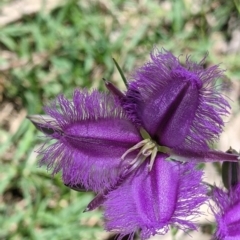 Thysanotus tuberosus at Coppabella, NSW - 1 Dec 2021