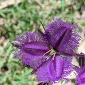 Thysanotus tuberosus at Coppabella, NSW - suppressed