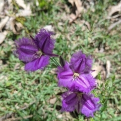 Thysanotus tuberosus at Coppabella, NSW - 1 Dec 2021