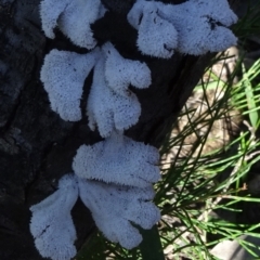 Schizophyllum commune (Split Gill Fungus) at Bundanoon, NSW - 15 Mar 2021 by JanetRussell