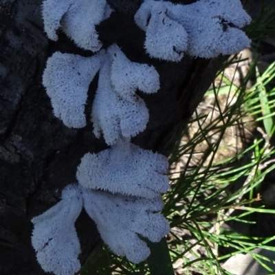 Unidentified Furry, white or greyish upper surface at Wingecarribee Local Government Area - 15 Mar 2021 by JanetRussell