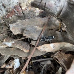 Bothriomutilla rugicollis (Mutillid wasp or velvet ant) at Murrumbateman, NSW - 3 Dec 2021 by SimoneC