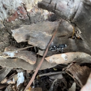 Bothriomutilla rugicollis at Murrumbateman, NSW - 3 Dec 2021