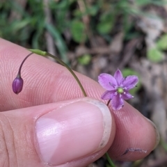 Arthropodium minus (Small Vanilla Lily) at Coppabella, NSW - 1 Dec 2021 by Darcy