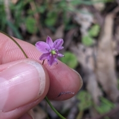 Arthropodium minus at Coppabella, NSW - 1 Dec 2021