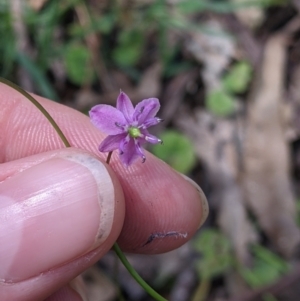 Arthropodium minus at Coppabella, NSW - 1 Dec 2021