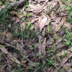 Arthropodium minus at Coppabella, NSW - 1 Dec 2021