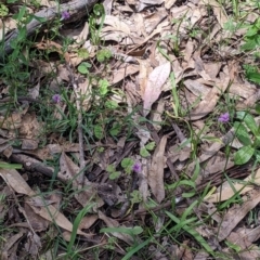 Arthropodium minus at Coppabella, NSW - suppressed