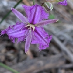 Thysanotus tuberosus (Common Fringe-lily) at Coppabella, NSW - 1 Dec 2021 by Darcy