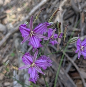 Thysanotus tuberosus at Coppabella, NSW - 1 Dec 2021