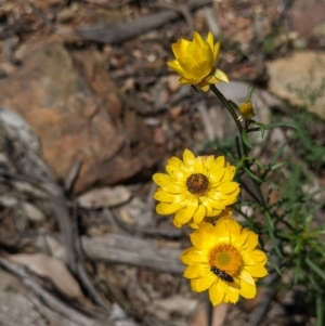 Xerochrysum viscosum at Coppabella, NSW - 1 Dec 2021