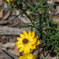 Xerochrysum viscosum at Coppabella, NSW - suppressed