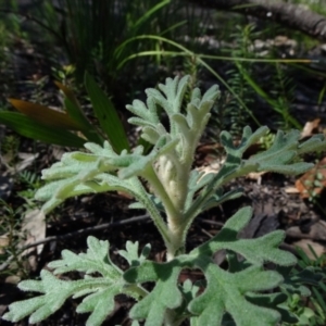 Actinotus helianthi at Bundanoon, NSW - suppressed