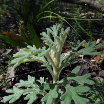 Actinotus helianthi (Flannel Flower) at Bundanoon, NSW - 15 Mar 2021 by JanetRussell