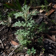 Actinotus helianthi at Bundanoon, NSW - 15 Mar 2021