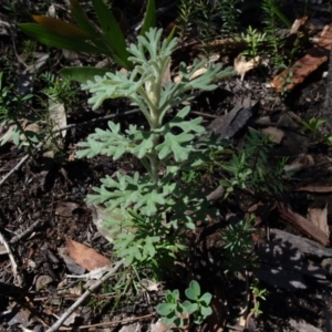 Actinotus helianthi at Bundanoon, NSW - suppressed