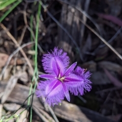 Thysanotus tuberosus (Common Fringe-lily) at Carabost, NSW - 1 Dec 2021 by Darcy