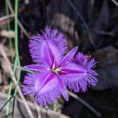 Thysanotus tuberosus at Carabost, NSW - 2 Dec 2021